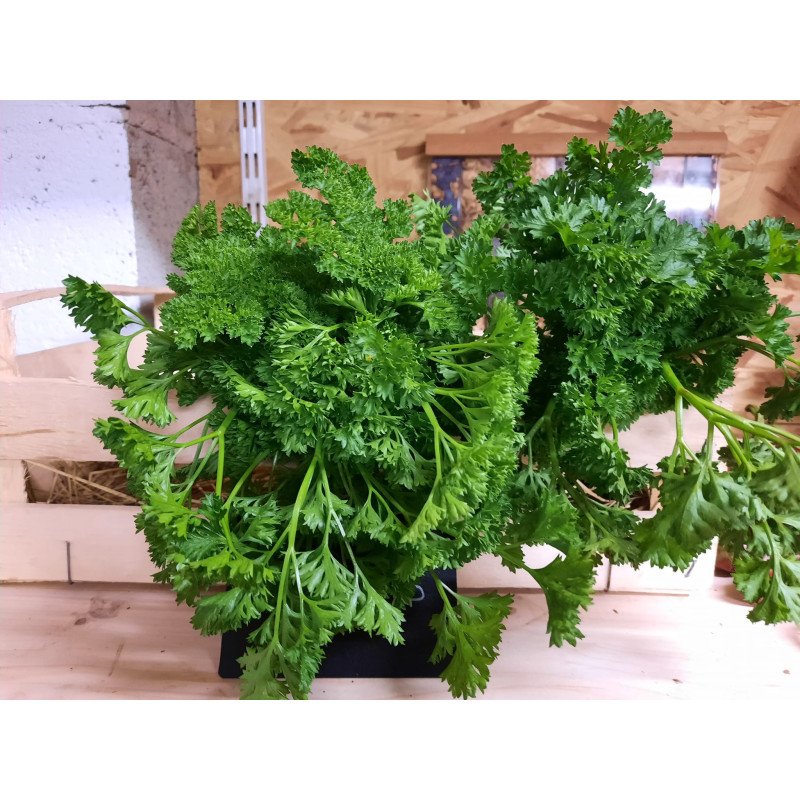 Persil frisé