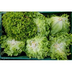 Salade Batavia verte