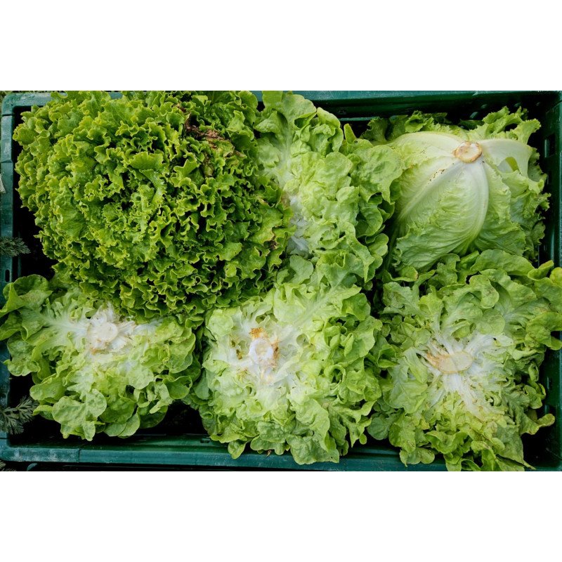 Salade Batavia verte