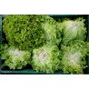 Salade Batavia verte