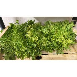 Salade frisée verte