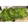Salade frisée verte