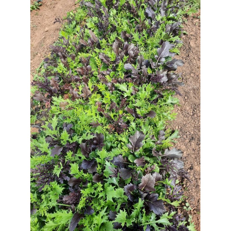 Mesclun