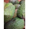 Avocat