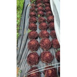 Salade Batavia rouge