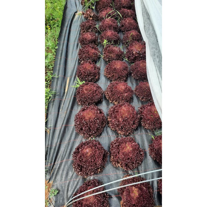 Salade Batavia rouge