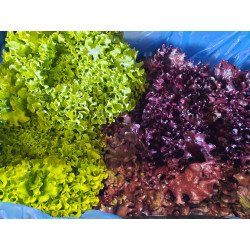 Salade frisée rouge