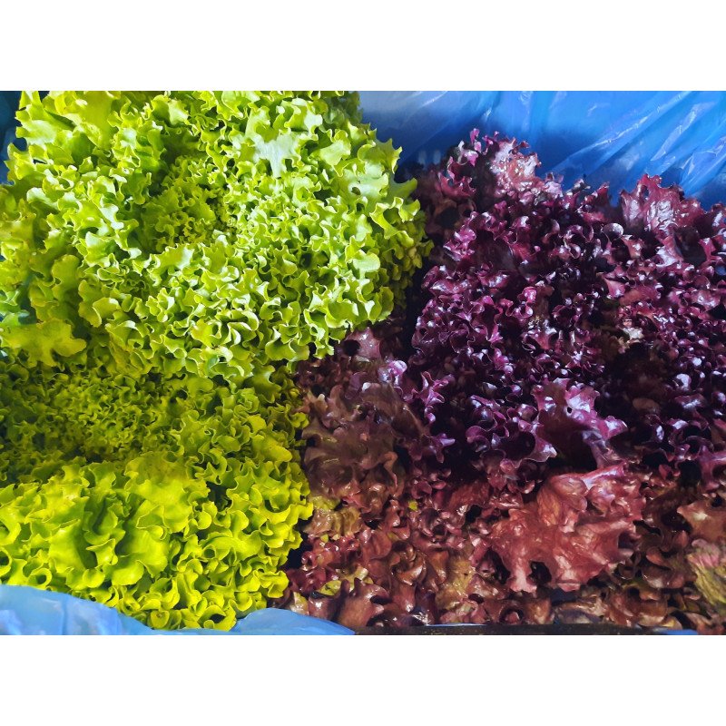 Salade frisée rouge