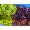 Salade frisée rouge