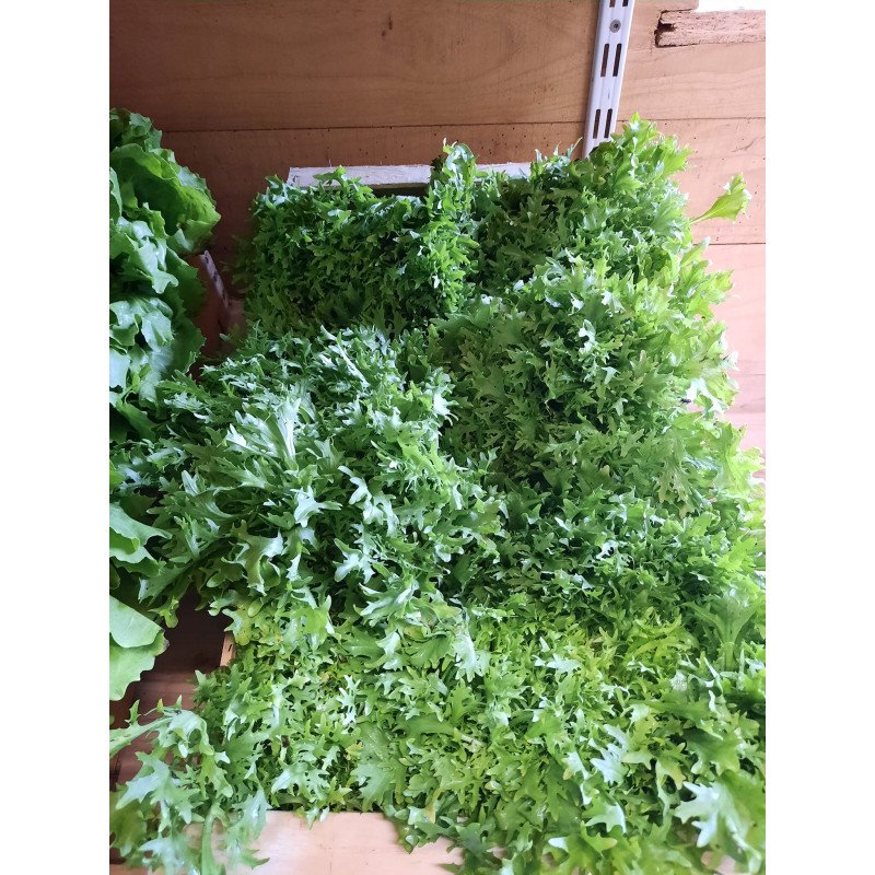 Salade frisée verte