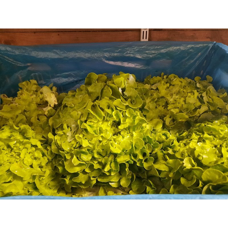 Salade Feuille de Chêne verte