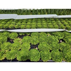 Salade Batavia verte