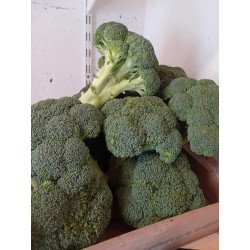 Brocoli