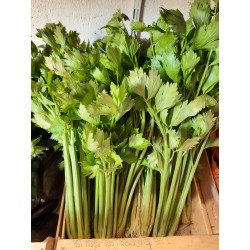 Céleri branche vert