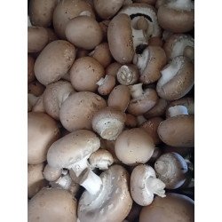 Champignons bruns (Chataîgne)