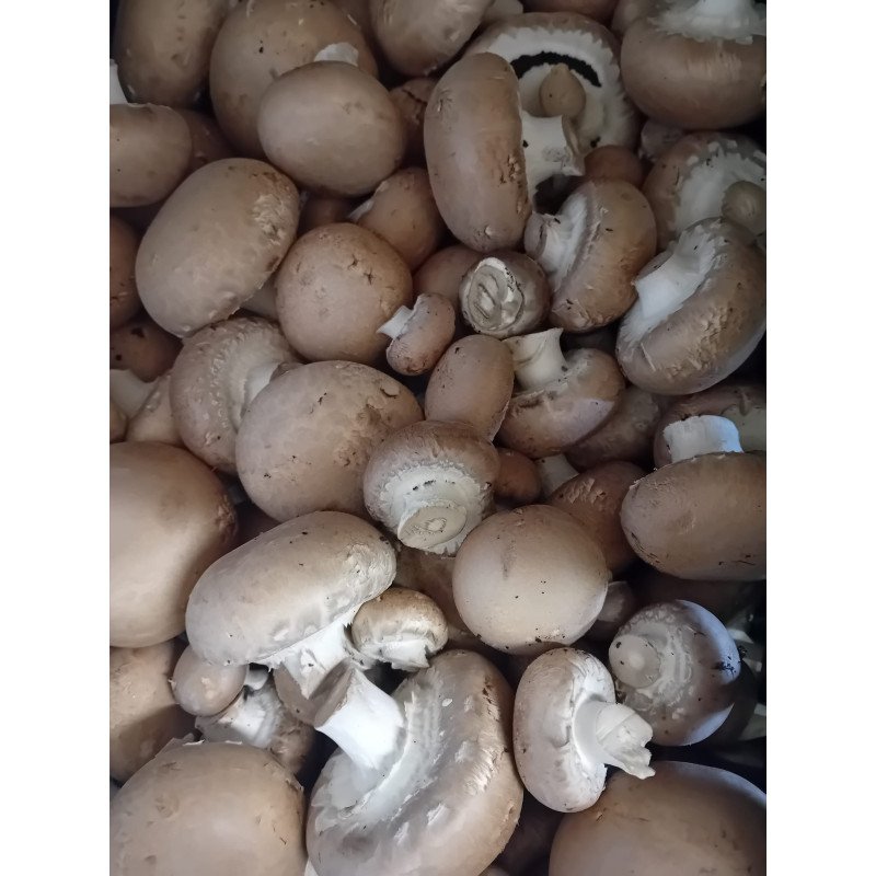 Champignons bruns (Chataîgne)