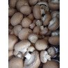 Champignons bruns (Chataîgne)