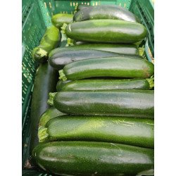 Courgette