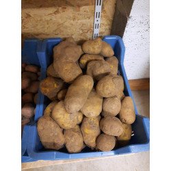 Pomme de terre Agria
