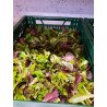 Mesclun