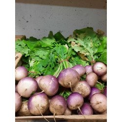 Navet (botte)